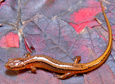 Northern Two-lined Salamander